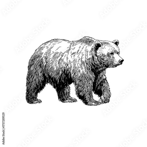 A simple line drawing of a grizzly bear white background