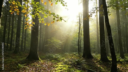 Sunlight streams through the forest canopy creating a natural scenic landscape