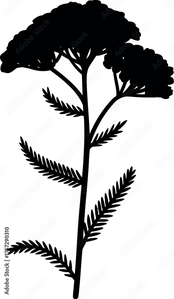 Naklejka premium Black silhouette of a yarrow flower plant botanical