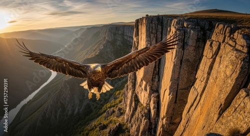 Golden Eagle soaring gracefully over the canyon cliffs during the serene sunset hour