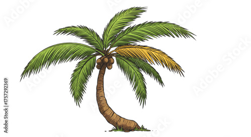 Vintage Engraving Style Palm Tree with Coconuts - Tropical Island Vector Illustration