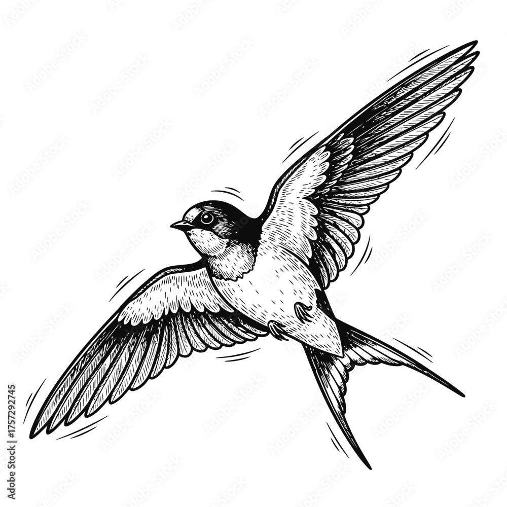 Obraz premium swallow bird engraving black and white outline