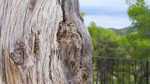 Close-up video of rough tree bark with detailed natural texture, captured in soft daylight and shallow depth of field, perfect for nature backgrounds, organic design projects and eco concepts