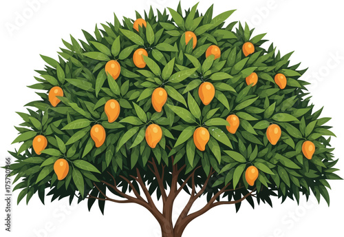 Lush mango tree laden with ripe fruit against a clean white background showcasing nature's bounty and tropical harvest in vibrant detail