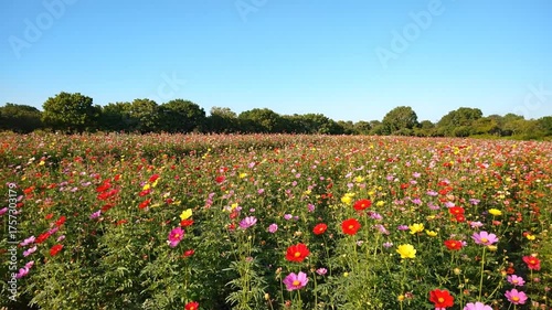 Vibrant field of colorful flowers under a clear blue sky