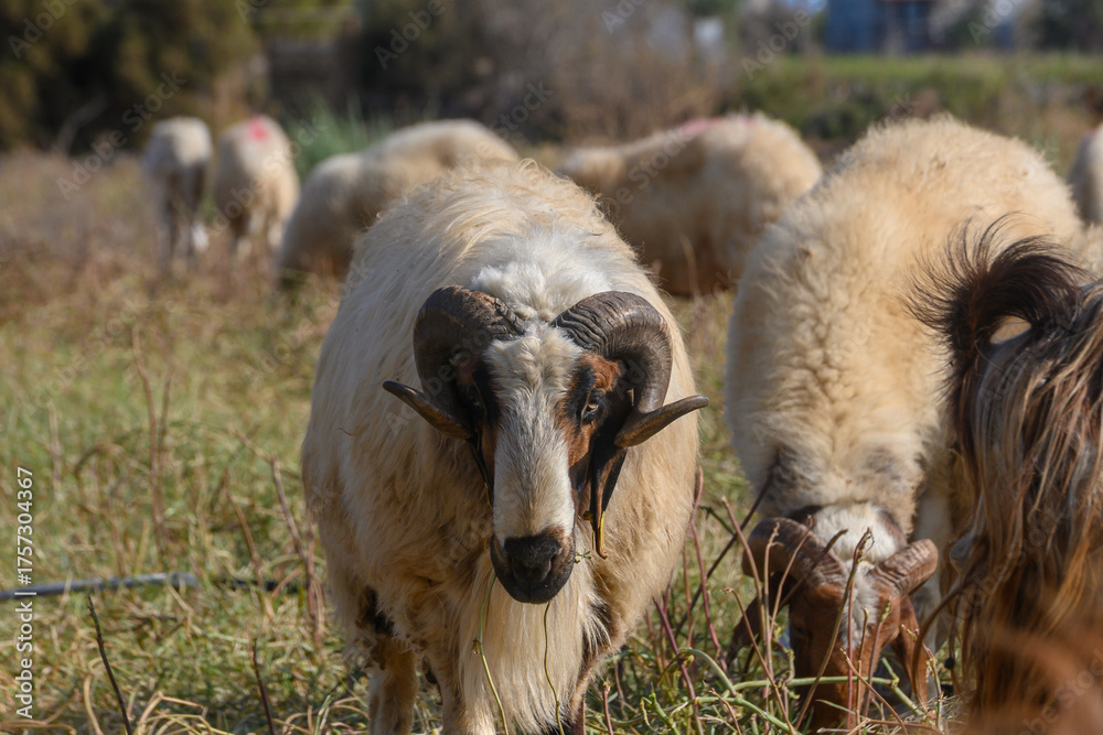 Obraz premium Majestic Ram Among Sheep on a Cyprus Pasture