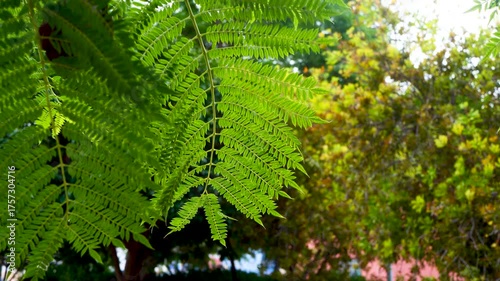 Slow motion footage of green leaves gently swaying on tree branch in back sunlight, creating peaceful and natural atmosphere, ideal for environmental themes, relaxation videos, eco concepts