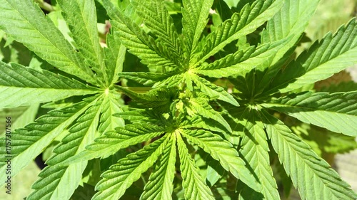 Close-up top view of fresh green cannabis leaves under soft daylight. Perfect for use in healthcare, pharmaceutical, sustainability projects