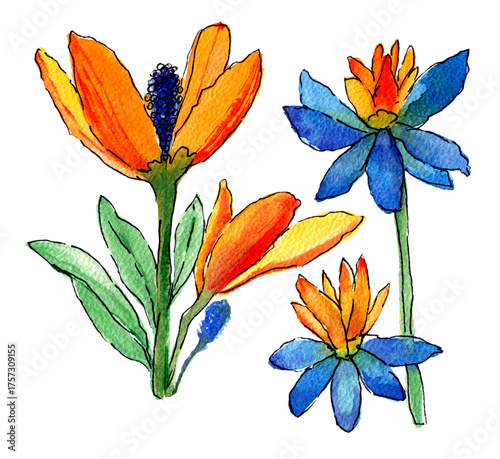 Fiori arancio e blu dipinti ad acquerello , illustrazione isolata