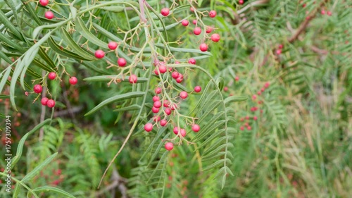 Close-up video of small clusters of bright pink false pepper molle schinus berries hanging among green leaves, perfect for botanical themes, natural beauty concepts and organic lifestyle visuals