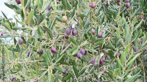 Detailed footage of black olives on branch in warm sunlight, representing harvest, tradition and Mediterranean culture, great for food advertisements and wellness concepts