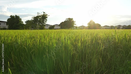 Beautiful landscape of green rice fields in Asia country harvesting agricultural produce with sunset sky background evening 4k video
