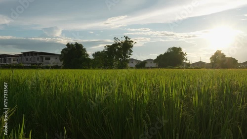 Beautiful landscape of green rice fields in Asia country harvesting agricultural produce with sunset sky background evening 4k video