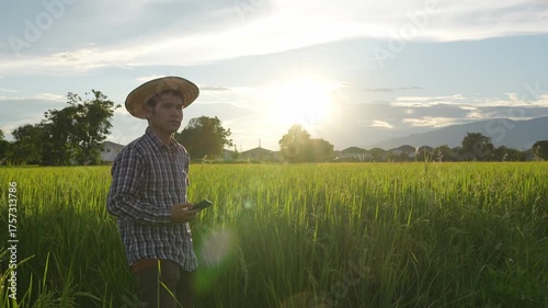 Digital Farmer, Young farmer in a rice field, a man's hand gently touches young rice in the rice field, amidst the sunset background.
