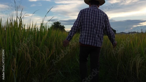 Digital Farmer, Young farmer in a rice field, a man's hand gently touches young rice in the rice field, amidst the sunset background.