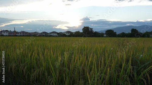 Beautiful landscape of green rice fields in Asia country harvesting agricultural produce with sunset sky background evening 4k video