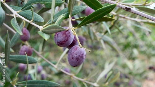 macro video natural olive tree branch with ripe fruits moving in wind, perfect for background footage in organic product promotion, rural tourism or agricultural storytelling