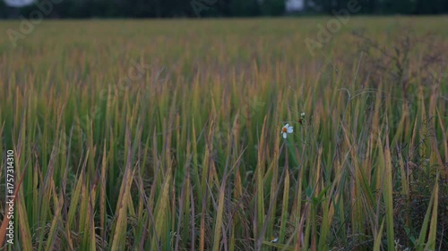 Beautiful landscape of green rice fields in Asia country harvesting agricultural produce with sunset sky background evening 4k video