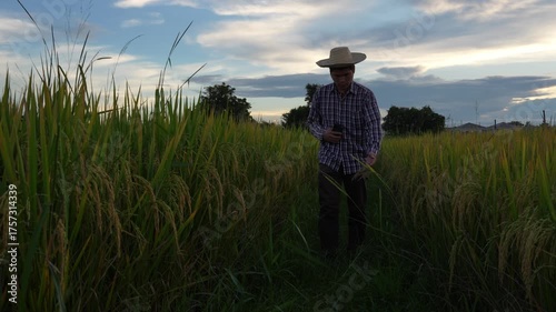 Digital Farmer, Young farmer in a rice field, a man's hand gently touches young rice in the rice field, amidst the sunset background.