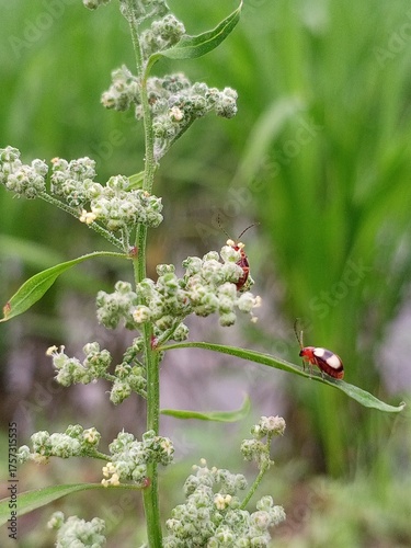Close-up of two red beetles on green flowering plant, macro insect photography, beetles on leaves, nature and wildlife concept, detailed bug on flora, garden and outdoor scene