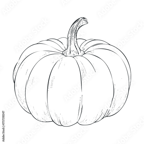 Detailed illustration of a fresh pumpkin for autumn themes. Vector hand drawn illustration