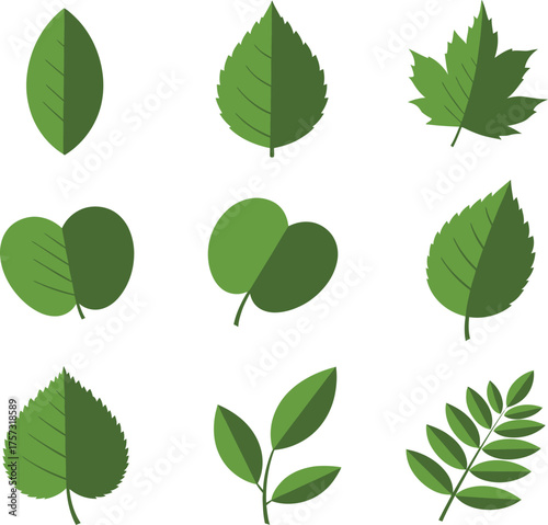 Botanical variety of green leaves design elements for nature lovers and creative projects in spring or summer with fresh organic style