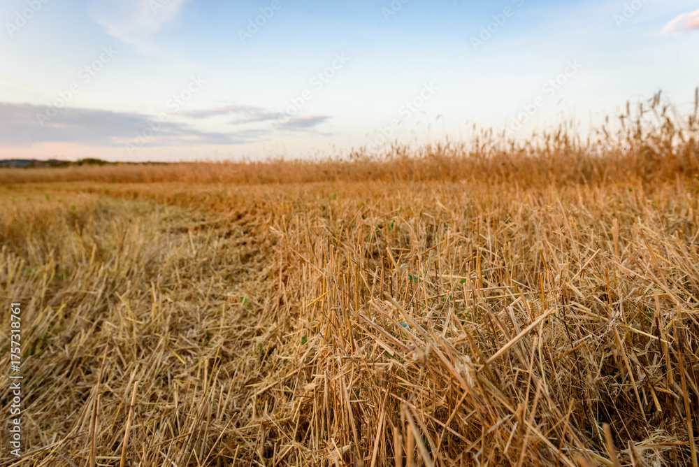 Fototapeta premium Field after barley harvesting at sunset.