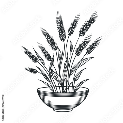 Wheat in a bowl for rustic kitchen decoration and culinary ideas. Vector hand drawn illustration