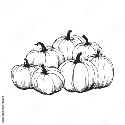 Harvest season collection of pumpkins for autumn decoration. Vector hand drawn illustration