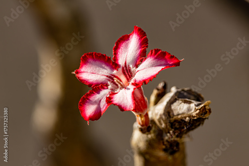 Impala Lilly