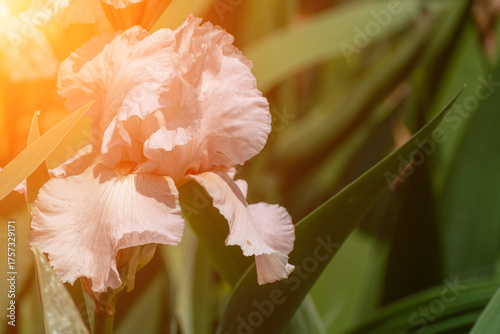 Εκτύπωση καμβά Purple with yellow bearded iris flower close up