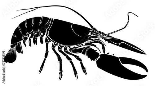 A detailed black and white illustration of a lobster, showcasing its anatomy on a white background