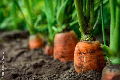 Ripe carrots growing in soil in garden. Harvest fresh carrots.