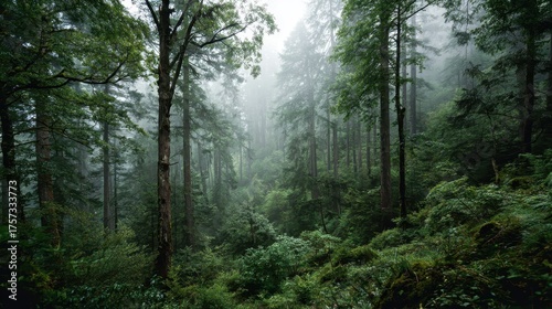 Wallpaper Mural Lush Green Forest with Tall Trees and Soft Mist. Torontodigital.ca