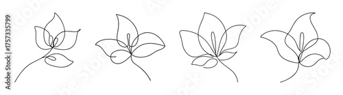 Four delicate line art sketches of bougainvillea flowers blooming and unfurling petals in various stages