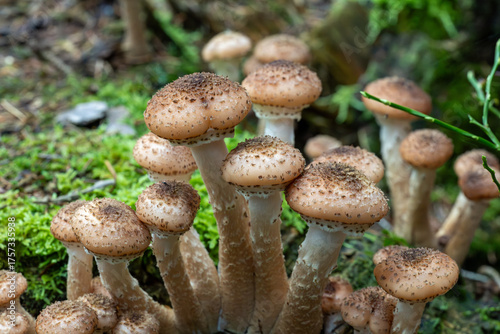 Close up of a dense cluster of honey mushrooms with scaly caps growing from a moss covered woodland floor.