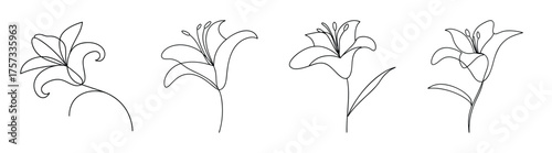 Four delicate sketches of daylily flowers showing intricate petal and stem details in a monochromatic style