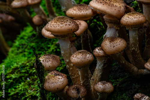 Close up of honey fungus clustered on a moss covered forest log with textured brown caps and a moody damp woodland atmosphere.