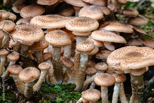 Tight cluster of honey fungus mushrooms sprouting from a mossy woodland log, textured caps and stems in natural light.