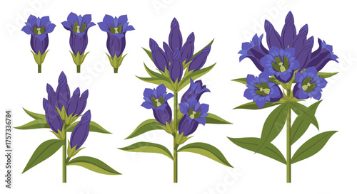 Several gentian scabra flower stages are depicted, showcasing their growth from bud to full bloom.