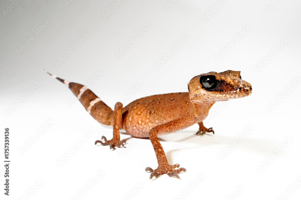 Naklejka premium Australian Chameleon Gecko // Australischer Chamäleongecko (Carphodactylus laevis)