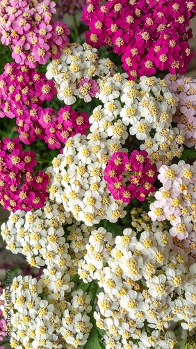 Close-up of vibrant yarrow blossoms in shades of pink and white