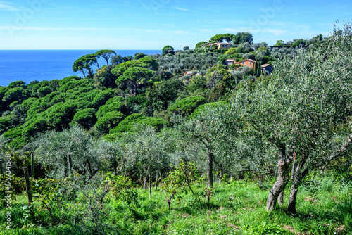 Fototapeta Naklejka Na Ścianę i Meble -  golfo di Portofino, Liguria