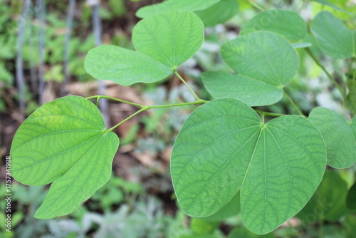 Картината върху платно Bauhinia purpurea plant showing bilobed green leaves ,used as ornamental and medicinal plant,botanical and nature concepts