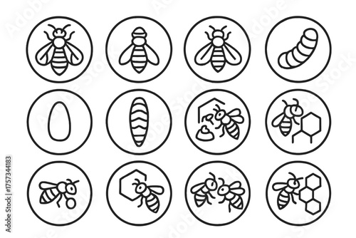 Bee Caste Icons. Line style round icons of bee castes: queen, worker, drone, larva; egg, pupa, nurse bee, guard bee; forager,