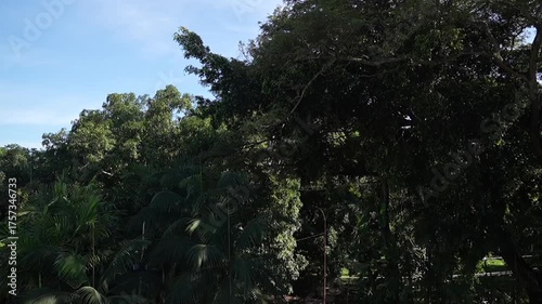 View of a tropical garden, lens flares