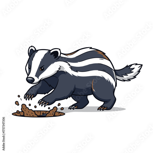 Badger digging in the ground looking for food.