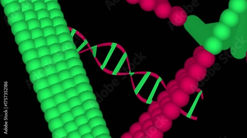 Red and Green color  double DNA System HUD Medical Element Isolated DNA helix on Black background .