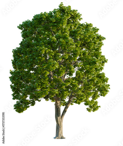 Canvastavla Castanea  tree, font view, elevation, cutout, isolate, transparent background, V