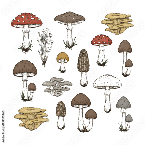 Unique Fungi Vector Set — Detailed Mushroom Illustrations for Natural Design Projects
